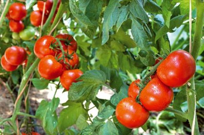 comment planter c tomate