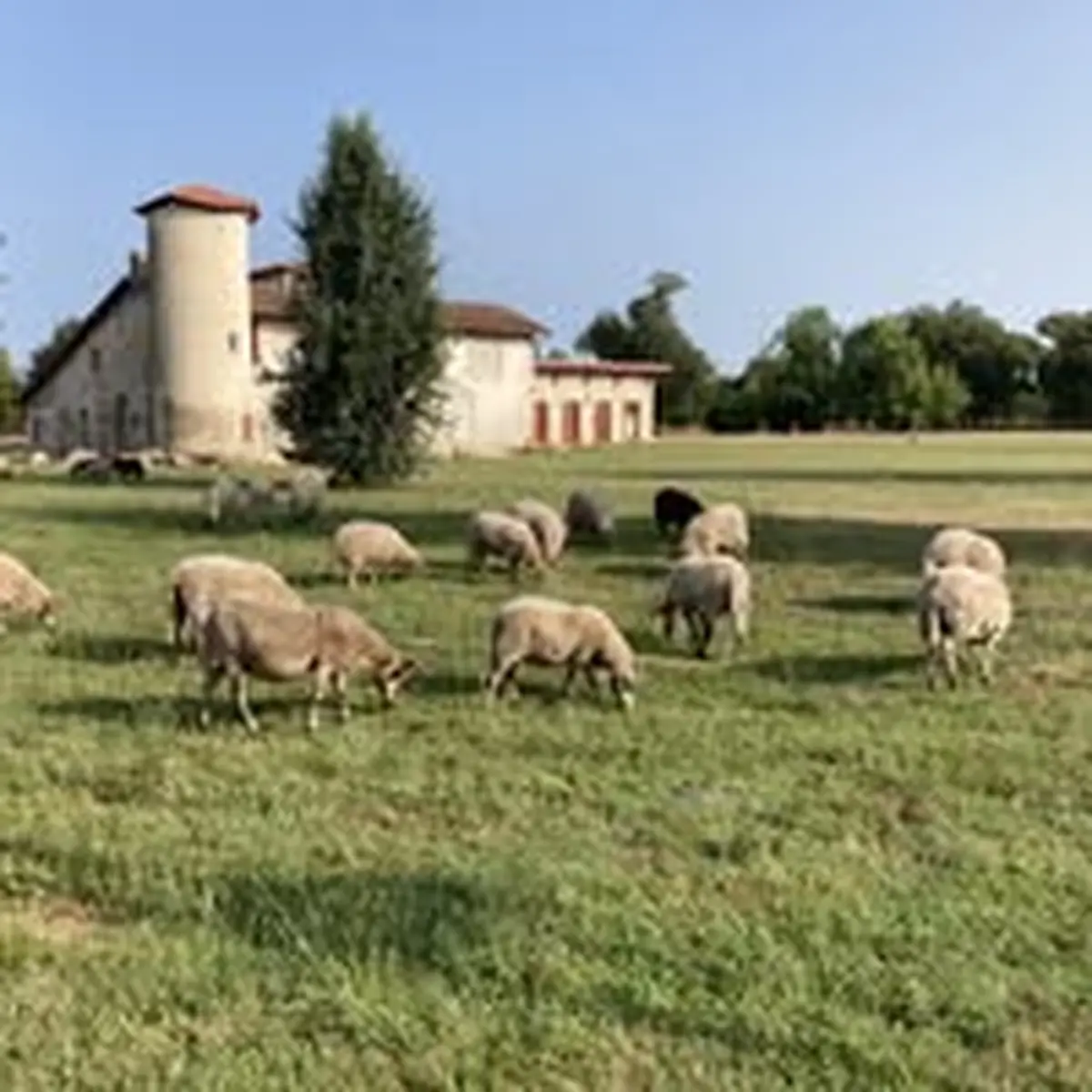 La tonte des moutons