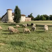 La tonte des moutons