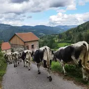 La transhumance de la Ferme Au Petit Gravier
