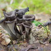 5 champignons à cueillir en alsace !