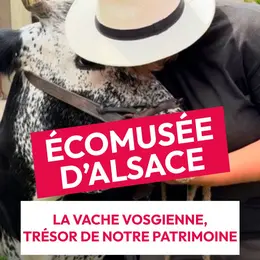La vache vosgienne à l'Écomusée d'Alsace