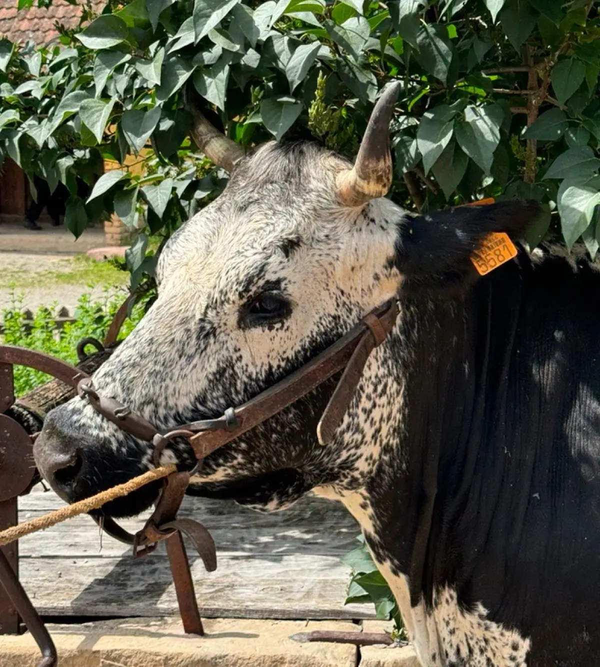 La vache vosgienne à l'Écomusée d'Alsace