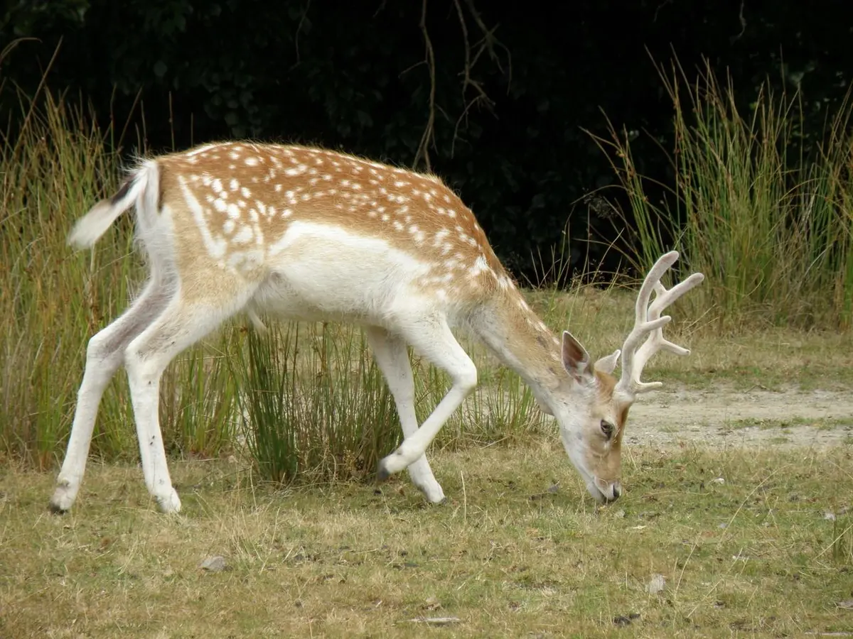 La vallée des daims