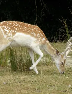 La vallée des daims
