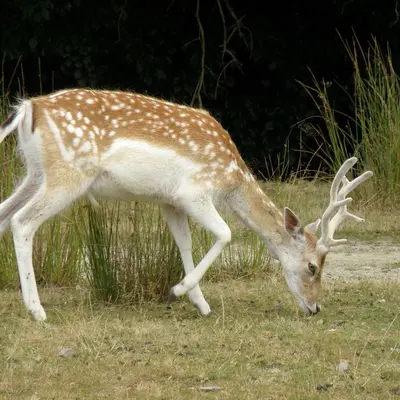 La vallée des daims