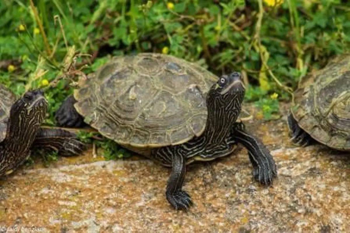 La Vallée des Tortues
