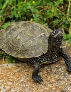 La Vallée des Tortues