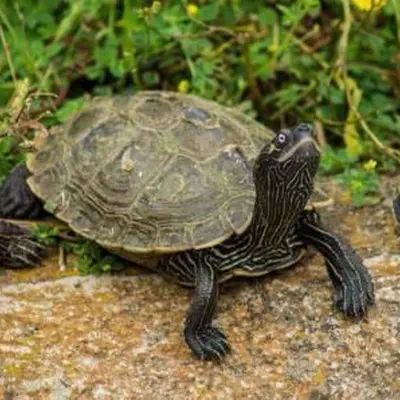 La Vallée des Tortues