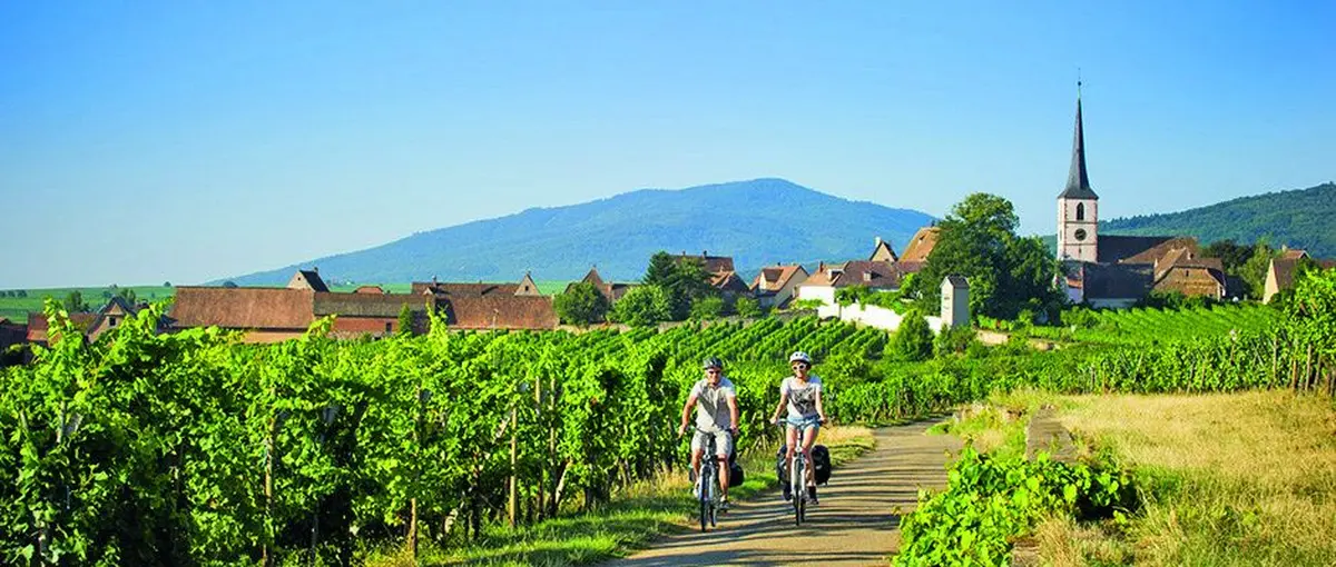 La véloroute du vignoble