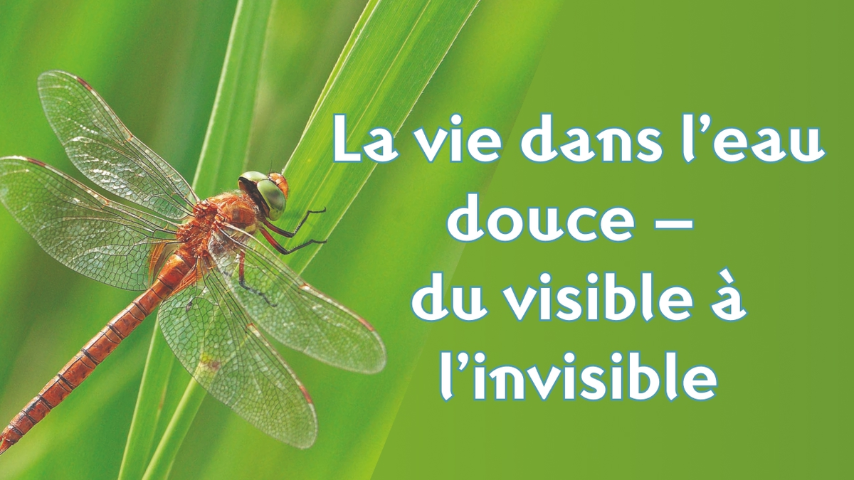 La vie dans l’eau douce – du visible à l’invisible