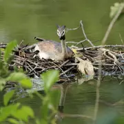 La vie des marais de Mézières-Ecluzelles