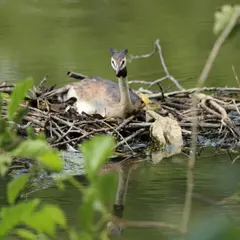 La vie des marais de Mézières-Ecluzelles