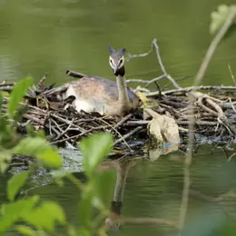 La vie des marais de Mézières-Ecluzelles