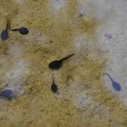 La vie des mares