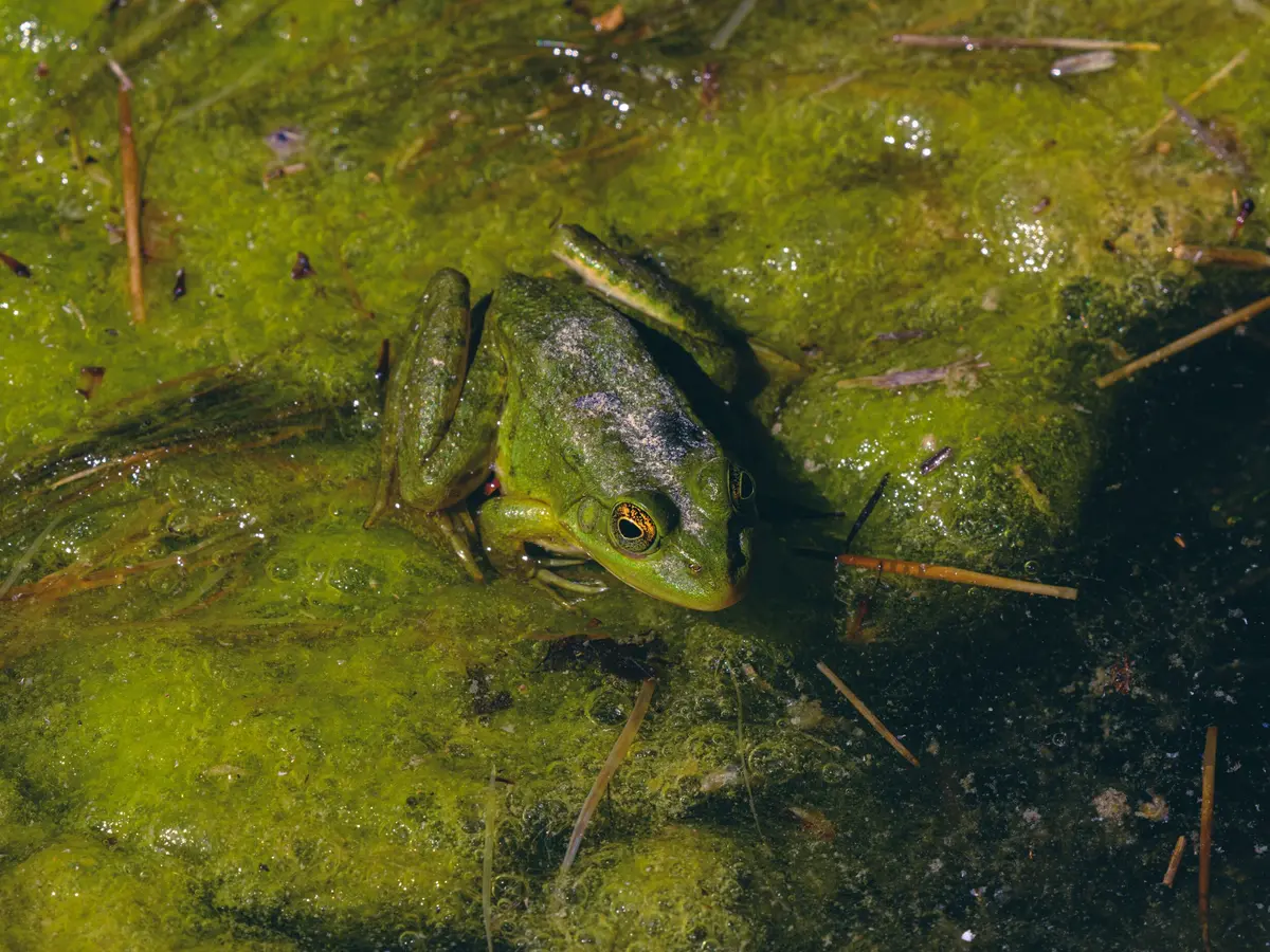 La Vie Nocturne des Amphibiens au Marais de Bonnefont