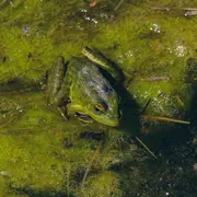 La Vie Nocturne des Amphibiens au Marais de Bonnefont