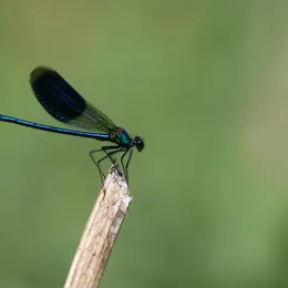 La vie secrète des libellules