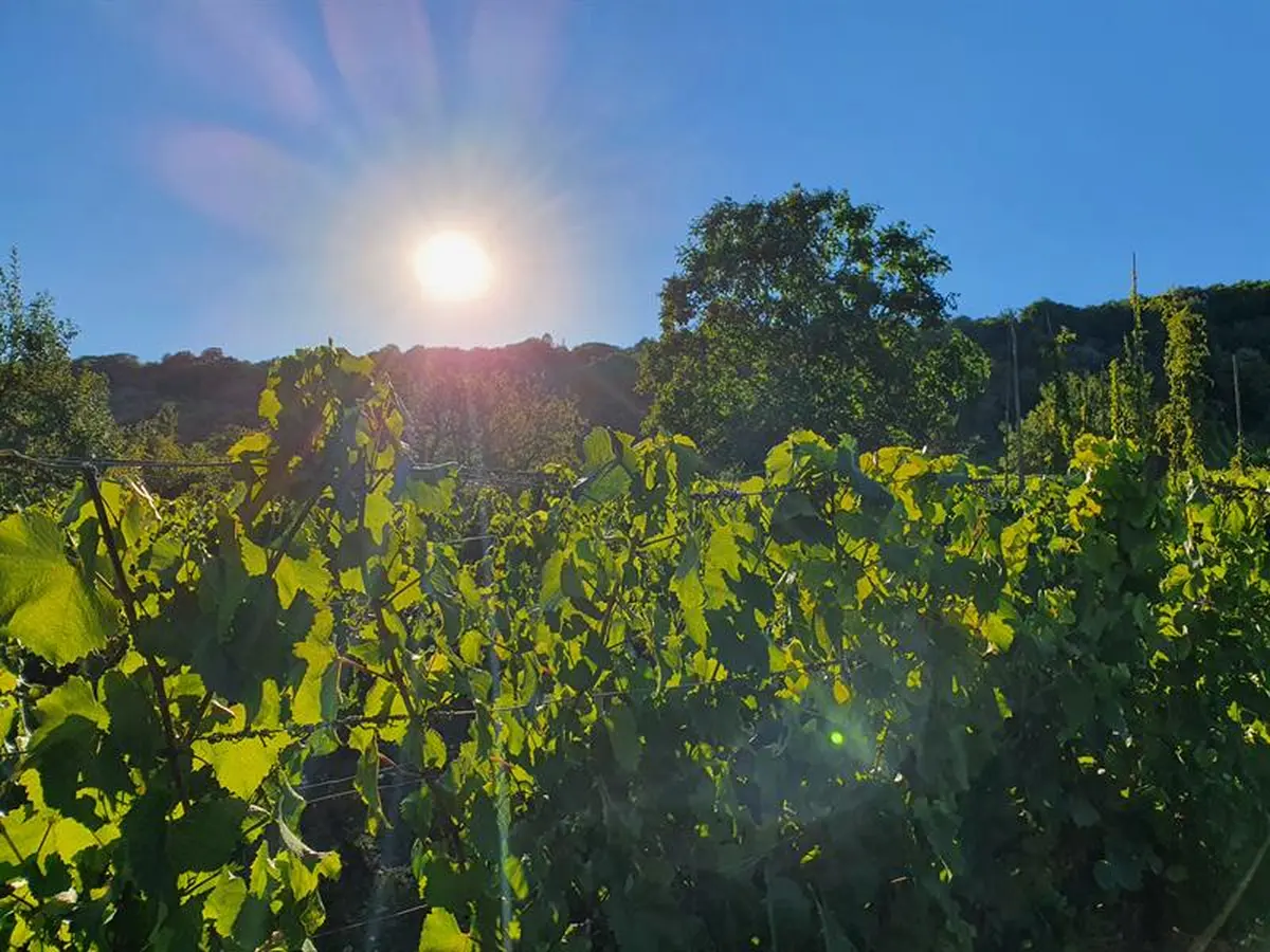 La Vigne au fil des saisons