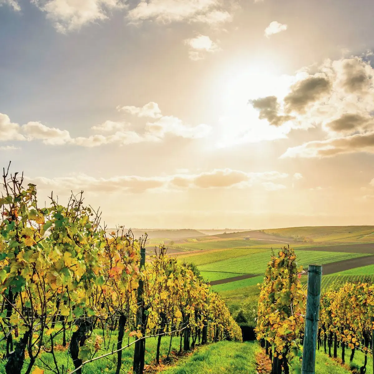 La vigne de la vierge