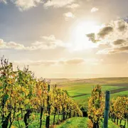 5 contes enchantés d'alsace 