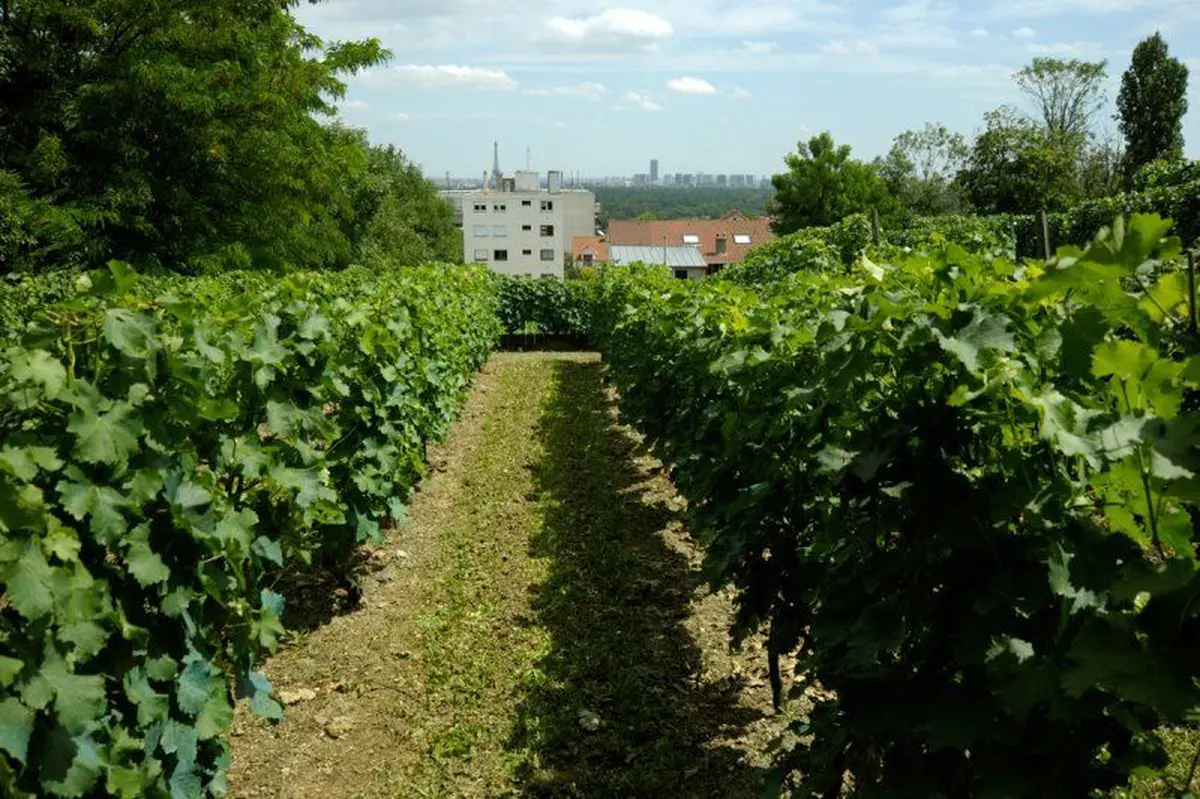La vigne de Suresnes