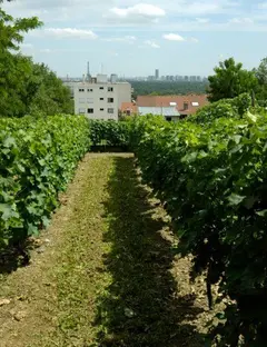 La vigne de Suresnes