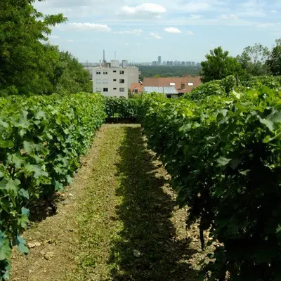 La vigne de Suresnes