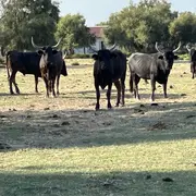 La visite de la manade Allard