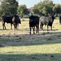 La visite de la manade Allard