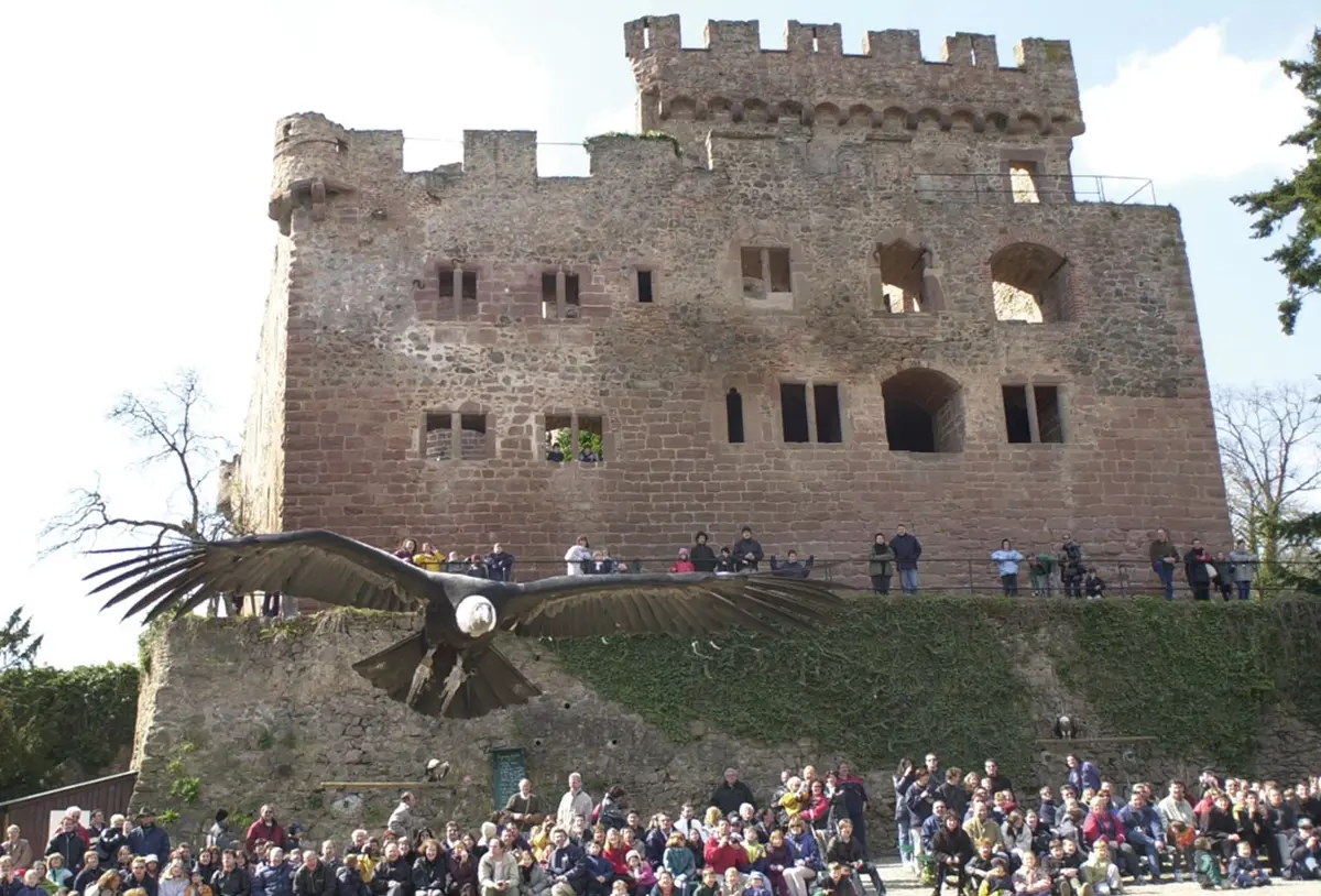 La Volerie des aigles