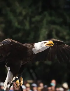 La Volerie des Aigles