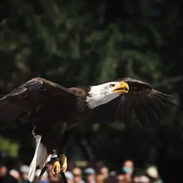 La Volerie des Aigles