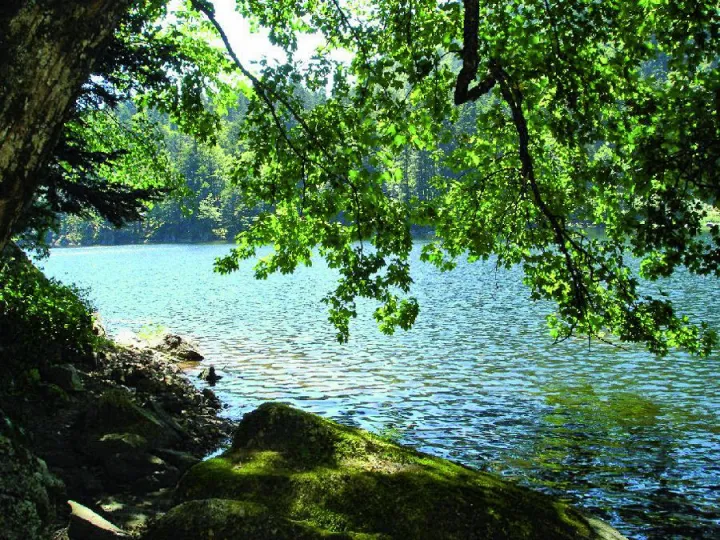 Le lac de Michelbach