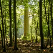 Laissez la nature prendre soin de vous