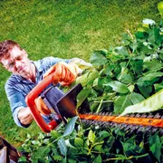 Mars dans votre jardin :  Taille des rosiers  et entretien des pelouses