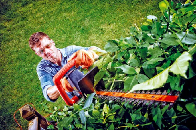 Lars dans votre jardin :  Taille des rosiers  et entretien des pelouses