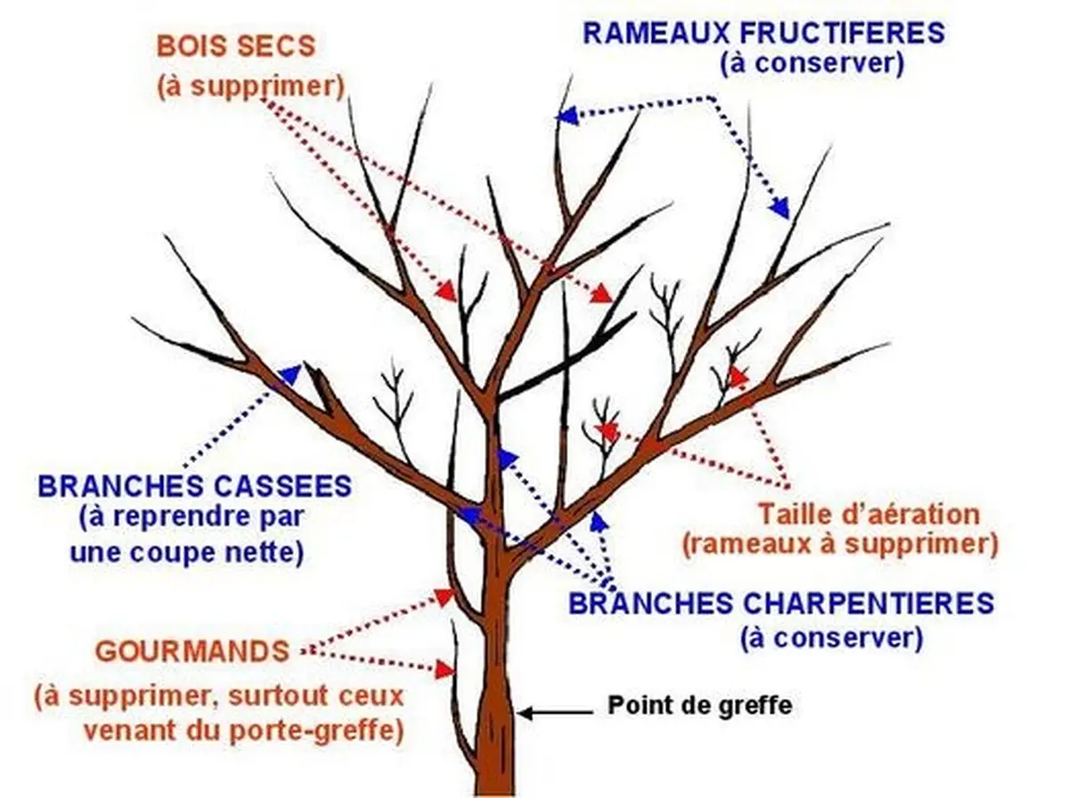 Le Battement d'ailes : Formation Architecture et physiologie au service de la conduite des arbres fruitiers