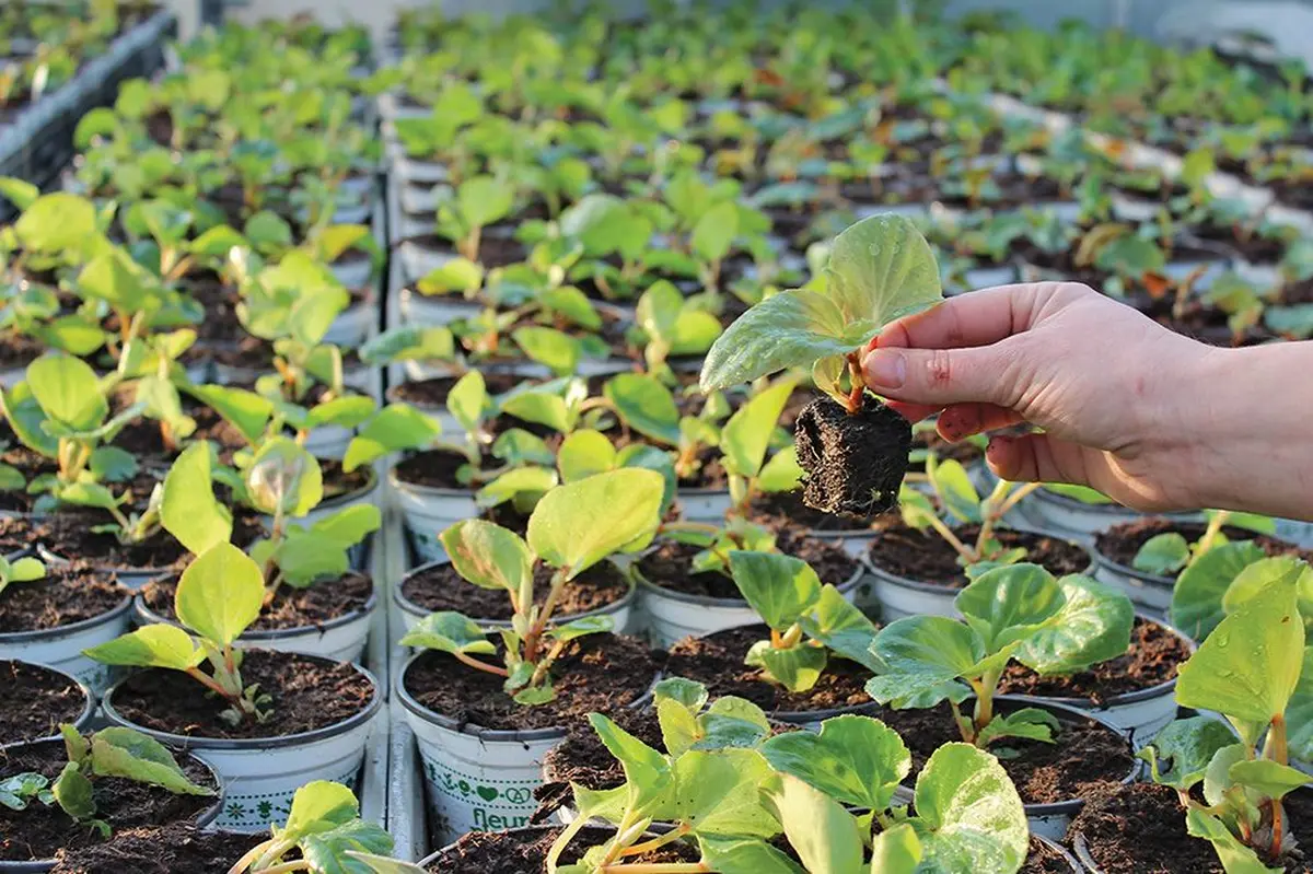 Le bégonia aile du dragon, une espèce créée il y a 20 ans !