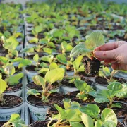 Des plantes peu gourmandes en eau