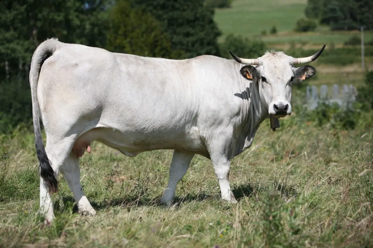  Label Rouge, estives pyrénéennes, race Gasconne… Le « Vrai bœuf » Gascon vise l'AOP ! Éleveurs et restaurateurs unis pour défendre un élevage d'exception ancré dans les Pyrénées.