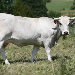Le boeuf Gascon des Pyrénées bientôt protégé par une AOP, éleveurs et restaurateurs unis pour défendre ce patrimoine carné d'exception