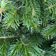 Le Bon Plant de Noël