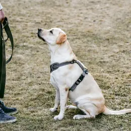 Le brio des savoirs - Exposition et démonstration canine