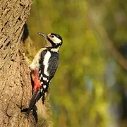 Le Chant des Oiseaux
