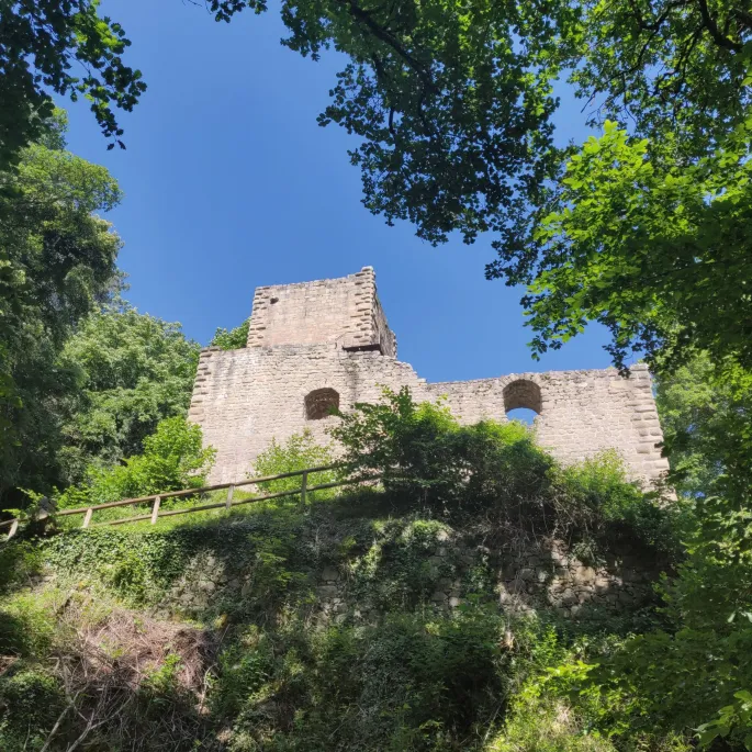 Le chateau du Hagueneck se découpant dans la forêt