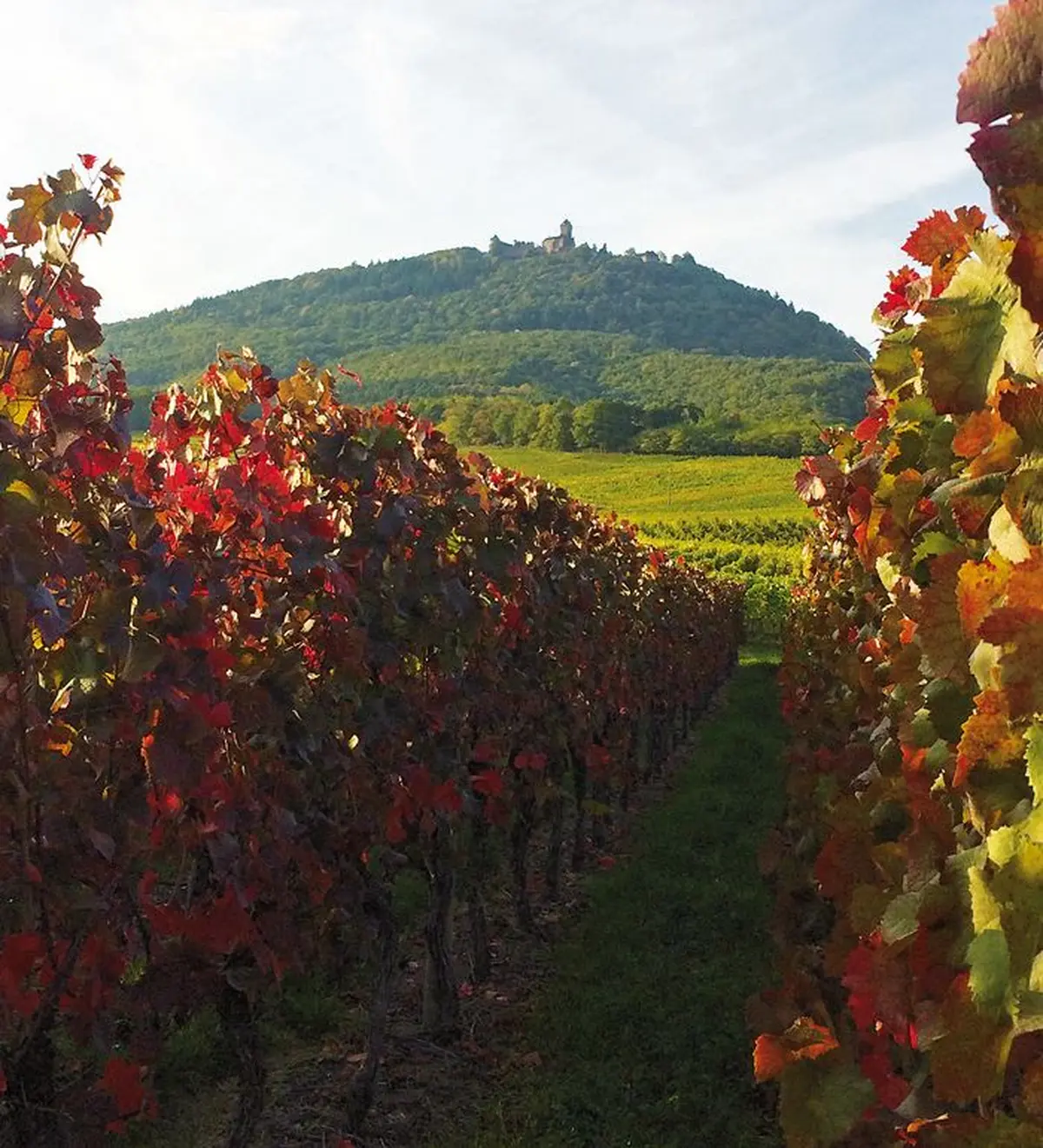 Le Château du Haut-Koenigsbourg
