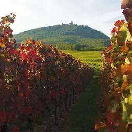 Le vignoble haut-rhinois en automne