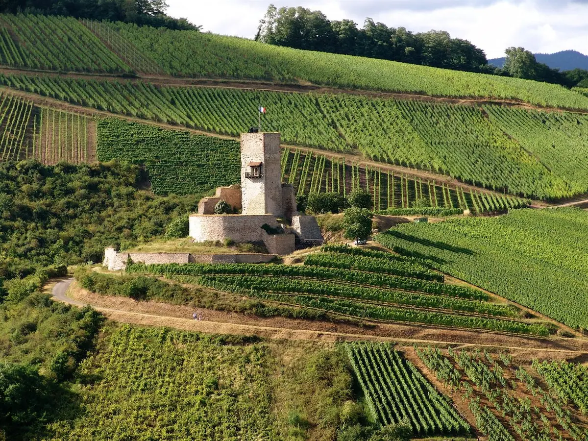 Vue sur le château du Wineck entouré des vignobles