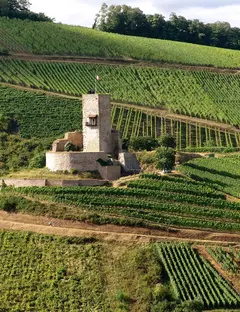Château du Wineck (Katzenthal)